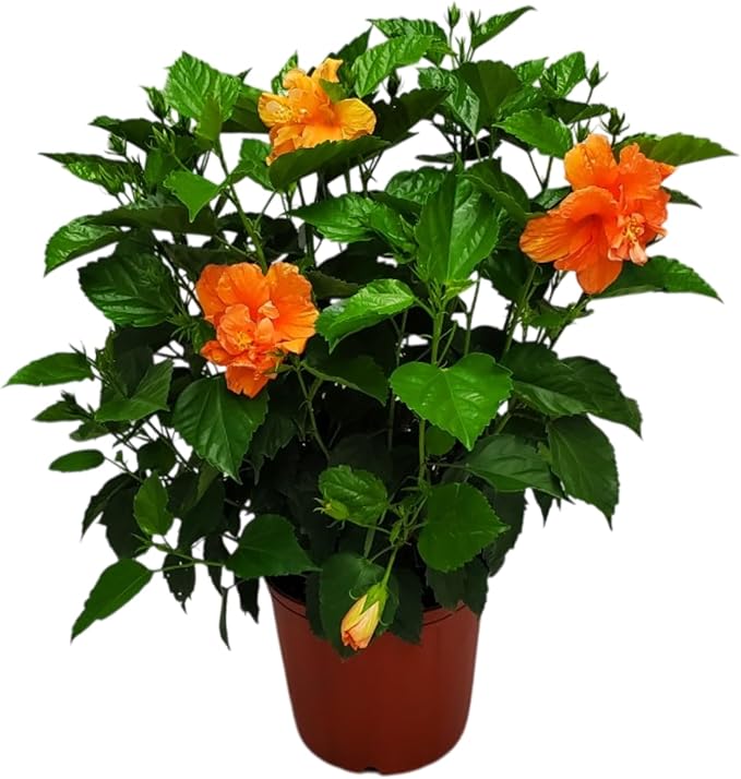 Hibiscus Bush - Double Peach Flowering Plant Live - Overall Height 26" to 28" - Tropical Plants of Florida (Plant Only)