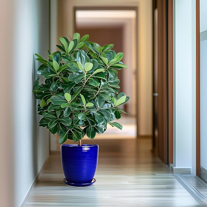 Ceramic Planter Pot - 10 Inch Plant Pot Indoor with Drainage Hole and Saucer Round Planter Large Modern Decorative Flower Pot Outdoor Garden Pot Blue