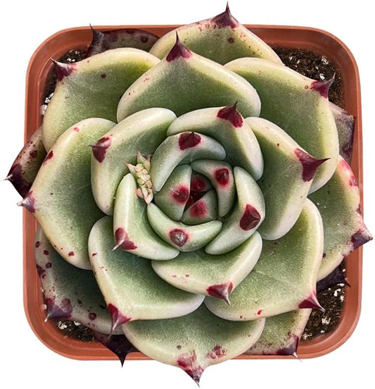 Live Succulent Echeveria Agavoides 'Halloweens', Approx 2-inch Large, Potted Succulents, Fully Rooted, Easy Care House Plants
