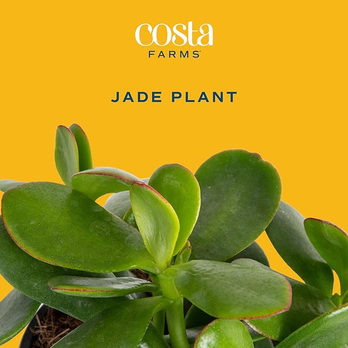 Costa Farms Succulent Live Plant, Jade Plant, Potted in Modern Decor Planter with Potting Soil Mix, Beautiful Room or Office Decor, Housewarming, Birthday Gift, 6-Inches Tall