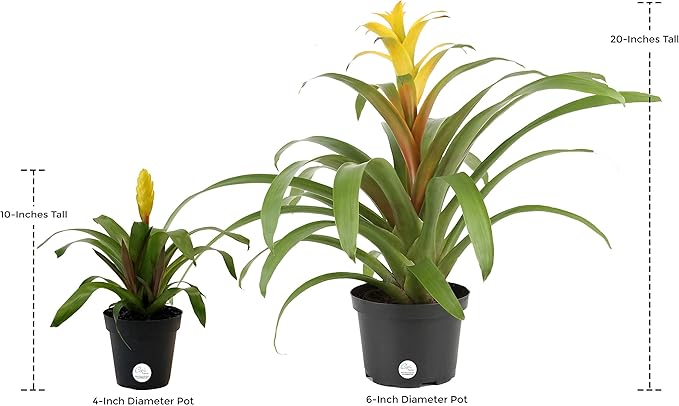 Costa Farms Live Bromeliad Indoor Tabletop Plant in 6-Inch Grower's Pot, Grower's Choice - Red, Pink, Orange, Yellow