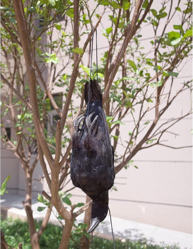 Etistta 17 inch Realistic Hanging Dead Crows Decoy Lifesize Extra Large Black Feathered Crow