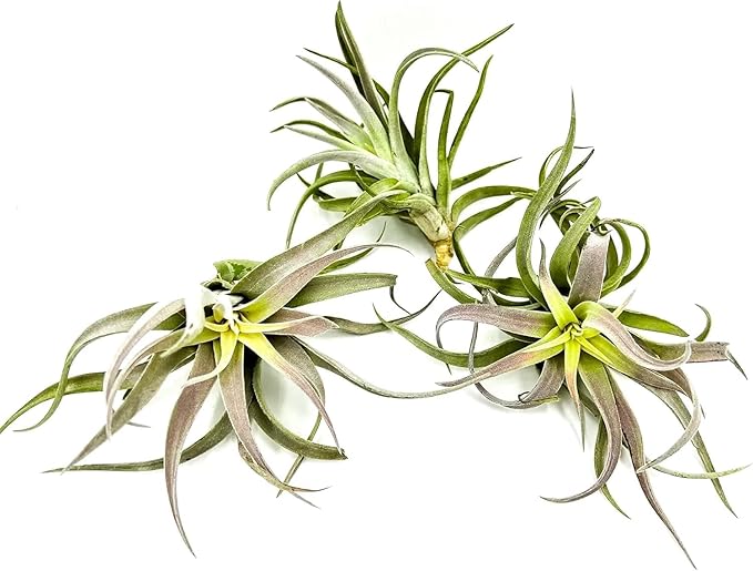 Air Plants - Tillandsia Cacticola, Jumbo 6-9" - 2ct - Live Arrival Guaranteed - House Plants for Home Decor & Gift