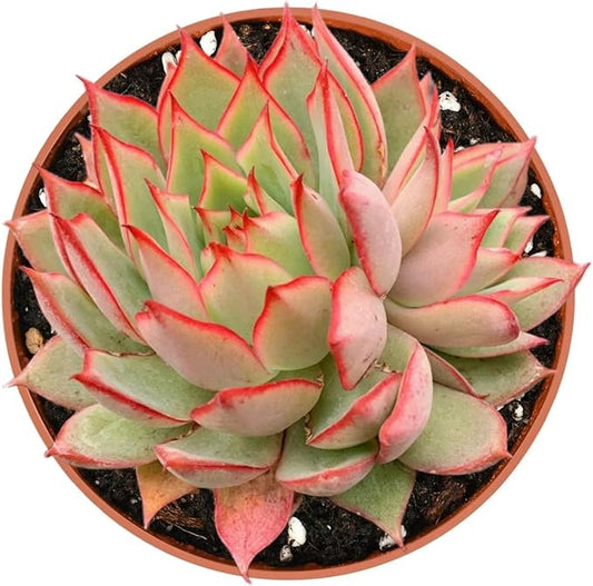 Live Succulent Plants Echeveria 'Yeon-Deung', Easy Care Potted Succulents, Approx 4" D x 4" H, Indoor Houseplant, Unique Gifts, Home Office Décor
