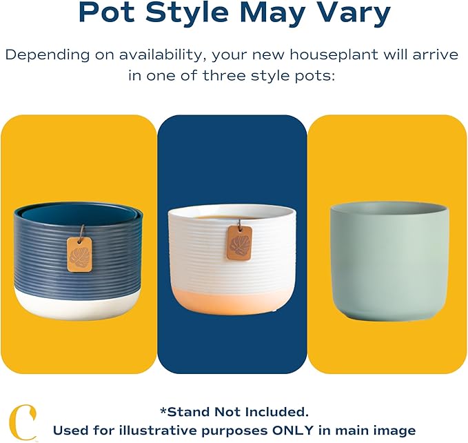 Costa Farms Kimberly Queen Fern, Live Indoor Plant, Houseplant Potted in Premium Décor Plant Pot, Potted in Potting Soil, Beautiful Room Decor, Birthday, Housewarming Gift