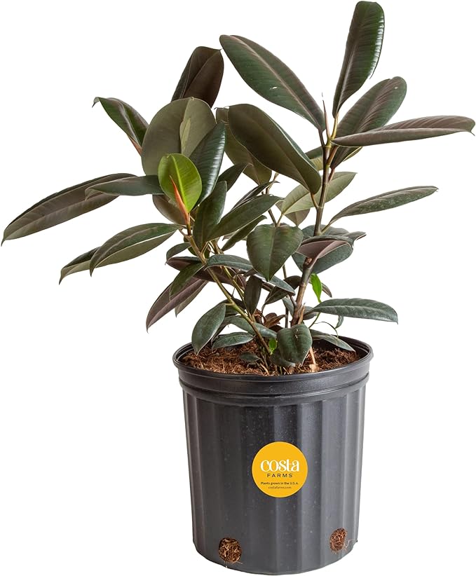 Costa Farms Burgundy Rubber Plant, Live Indoor Ficus Elastica Tree, Live Indoors Houseplant in Nursery Pot, Potting Soil Mix, Gift for Housewarming New House, Home or Office Decor, 2-3 Feet Tall