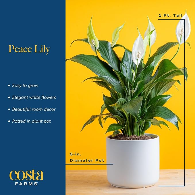 Costa Farms Peace Lily, Live Indoor Plant with Flowers, Easy to Grow Houseplant in Decorative Pot, Potting Soil, Thinking of You, Get Well Soon Gift, Room Decor, 1 Foot Tall