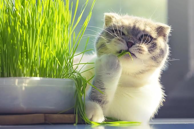 Cat Grass Potting Soil - Create an Enjoyable and Nutritious Experience for Your Feline Friend - 1 Quart