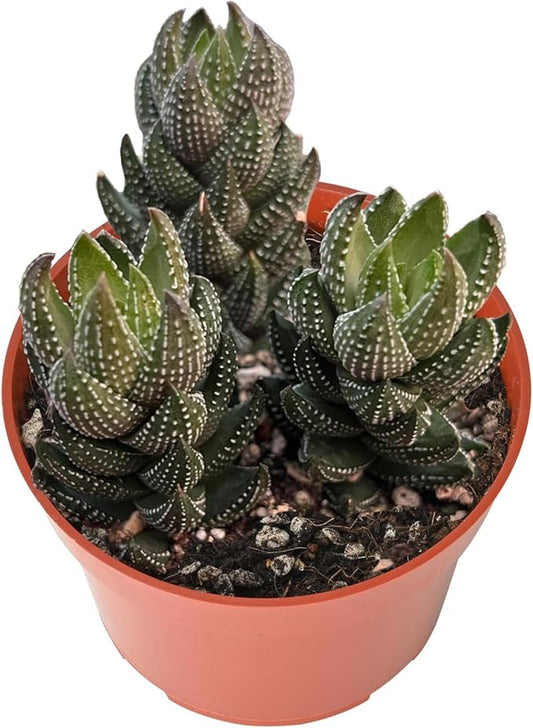 Live Succulents Haworthia coarctata f. chalwinii (4-inch), Succulent Plants Fully Rooted in Pots with Soil, Easy-Care House Plant for DIY, Home Office Decor, Wedding Party Favor