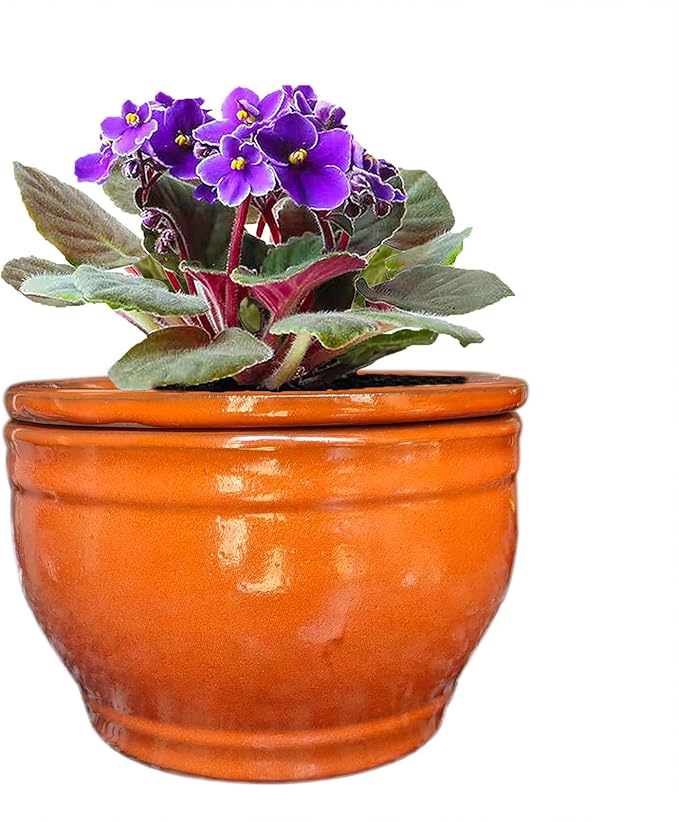 African Violet Pots Self Watering Round Ceramic Violet Pot (Orange, 6 inch)
