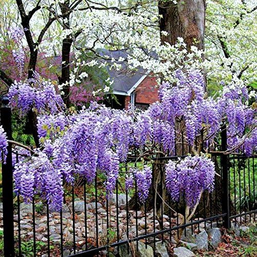 Blue Moon Wisteria Vine - Massive Foot Long Fragrant Flowers - Attract Hummingbirds - 2 - Year Plant