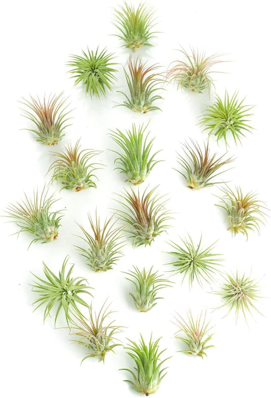 Shop Succulents Ionantha Tillandsia Air Plants, Assorted Mini Live Indoor Plants for Home Decor & Gifts, Low Maintenance, Natural Air Purifier, Hanging Plants, Favors, Terrarium Plants, Pack of 20