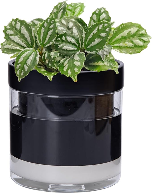 Phoenix Vine 6 Inch Self Watering Terracotta Planter, Black Terracotta Clay Pot with Glass Reservoir for Indoor Plants, Herbs, Flowers, Set of 1, 52-C-F-1