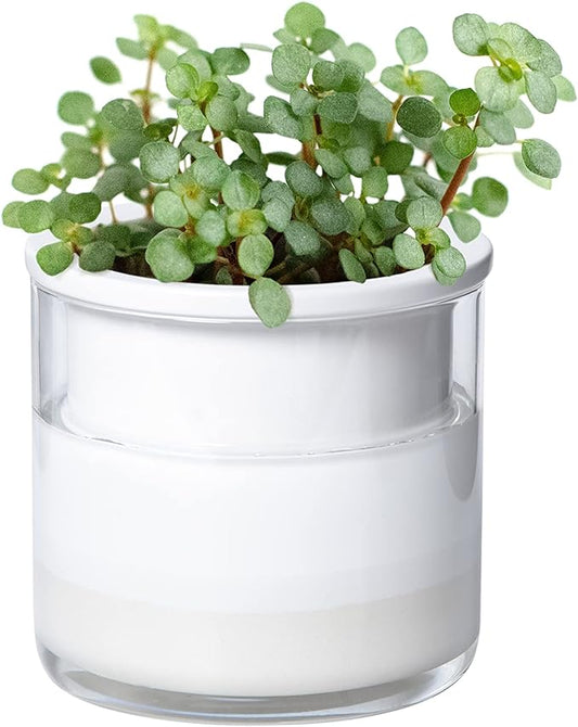 Phoenix Vine 4 Inch Self Watering Planter Pot, Design White Terracotta Pots for Plants, Indoor Cylinder Terra Cotta Pots with Glass Vase, Set of 1, 51-B-E-1