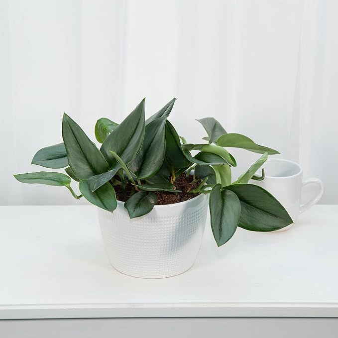 Elevate Your Space with Gardenera's Organic Potting Mix - Tailored for Thriving Scindapsus Sterling Plants and Striking Leaves - 2 Quart