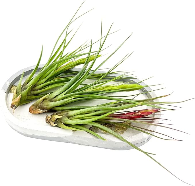 Air Plants - Flowering Tillandsia Melanocrater Tricolor, Large 5" - 1ct - Live Arrival Guaranteed - House Plants for Home Decor & Gift