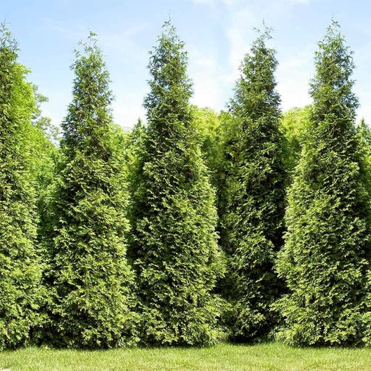 Brighter Blooms - Junior Giant Thuja Tree, 2-3 ft. - No Shipping to AZ
