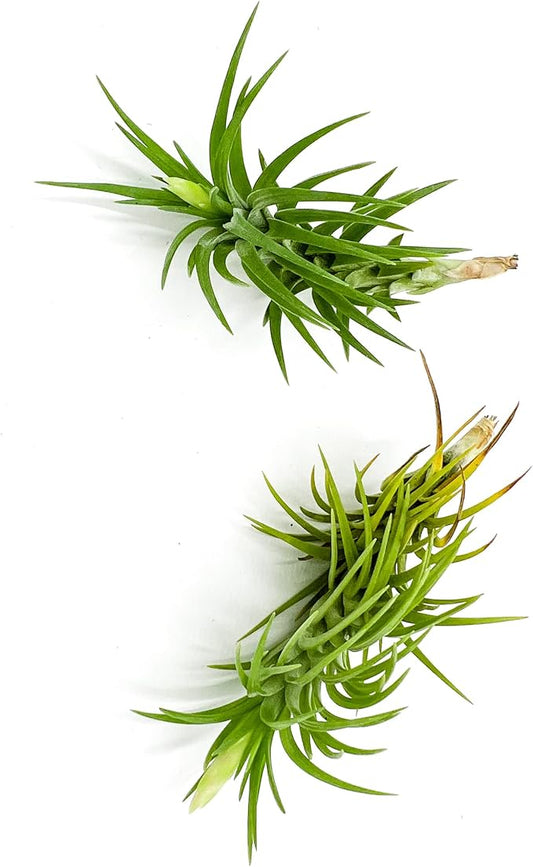 Live Air Plants – Tillandsia Araujei, Large 5” – 2ct – Live Arrival Guaranteed – House Plants for Home Décor & Gift