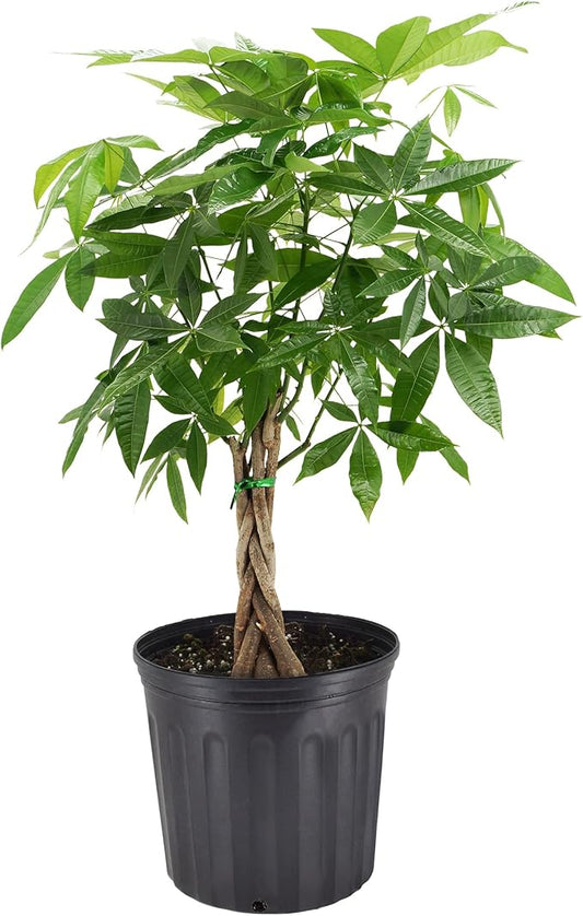 Money Tree Live Indoor Plant in 10 in. Plastic Grower Pot, Black *Sold by Amazon and Arcadia Garden Products*