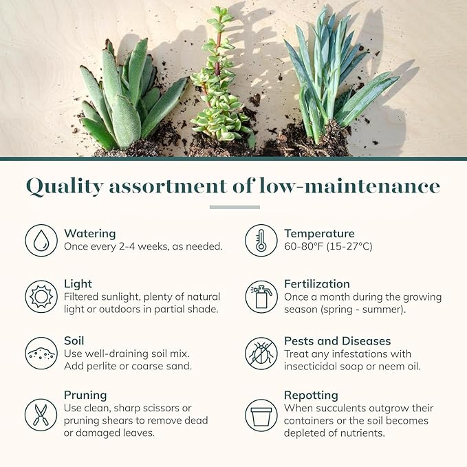 Shop Succulents Colorful Succulent Plant Pack 2" Grow Pot Pack of 256