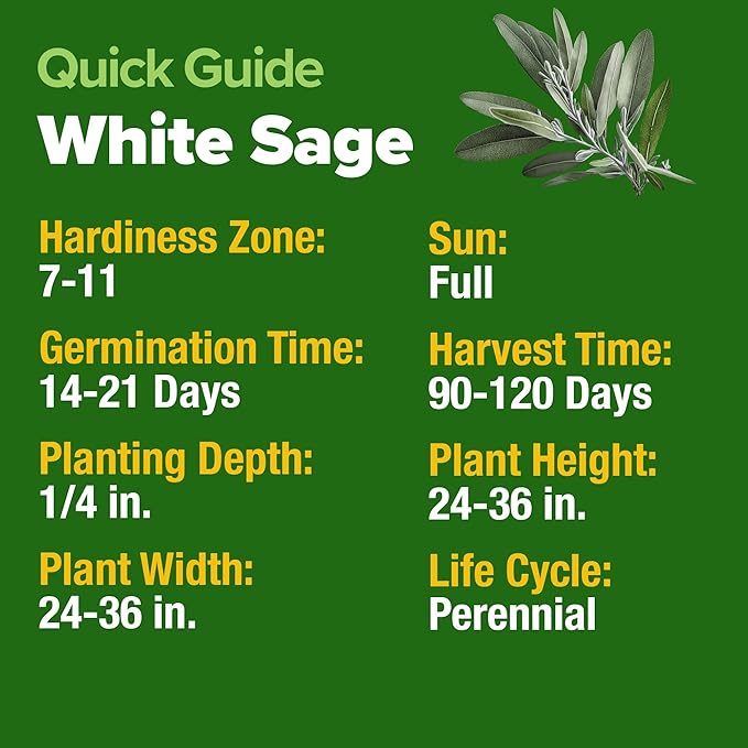 HOME GROWN White Sage Seeds 646 Pack 𝗡𝗢𝗡-𝗚𝗠𝗢, 𝗨𝗦𝗔-𝗦𝗢𝗨𝗥𝗖𝗘𝗗 Heirloom Seeds - Grow Aromatic Sage Plants for Your Herb Seeds Garden with Sage for Planting Outdoor or Indoor (Salvia apiana)