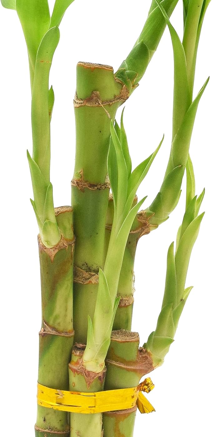 Arcadia Garden Products 5-Stem Lucky Bamboo, Live Indoor Plant in Dimension II Ceramic Planter for Home, Work, or Gift, White. ***Cannot Ship to Hawaii***
