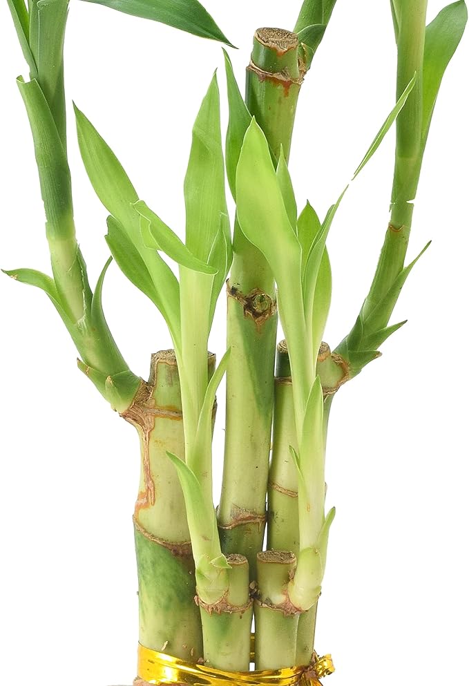 5-Stem Lucky Bamboo, Live Indoor Plant in Aged Wood Planter for Home, Work, or Gift, Light ***Cannot Ship to Hawaii**