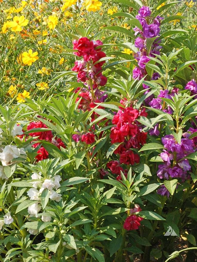 Premium Balsam Camellia Potting Soil Mix - Perfect Balance of Nutrients, Drainage, and Aeration for Thriving Blooms - 5 Quart