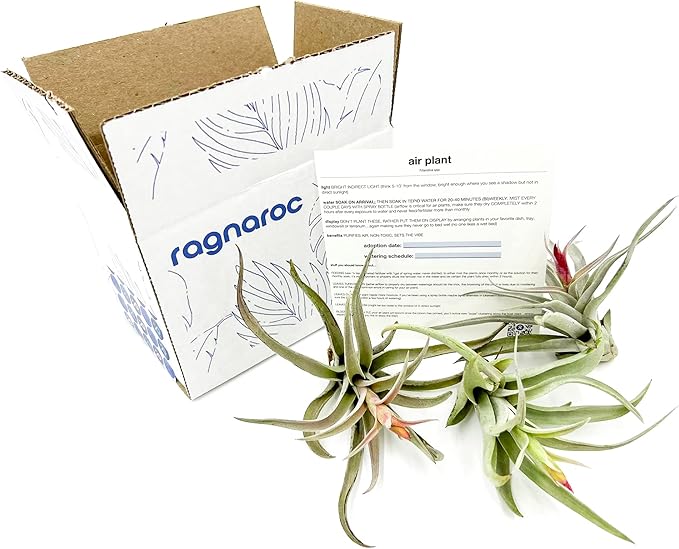 Air Plants - Flowering Tillandsia Harrisii, Large 3-5" - 3ct - Live Arrival Guaranteed - House Plants for Home Decor & Gift