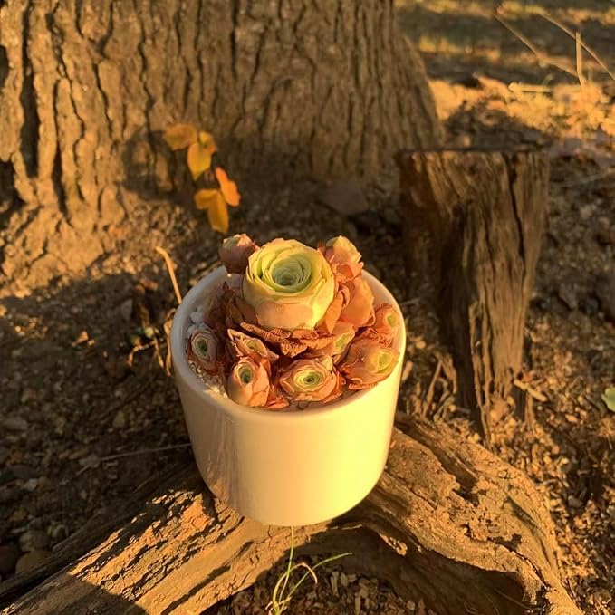 FWPP Live Succulent Plants Echeveria Mountain Rose,Mini 3 Inches Succulents Live House Plants,Bare Root Without Pot Soil,Live Plants Indoor for Gift Party Wedding Garden Baby Shower DIY Decor