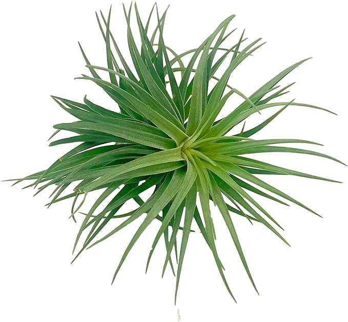 Air Plants - Flowering Tillandsia Pink Paske Large 5" - 1ct - Live Arrival Guaranteed - House Plants for Home Decor & Gift