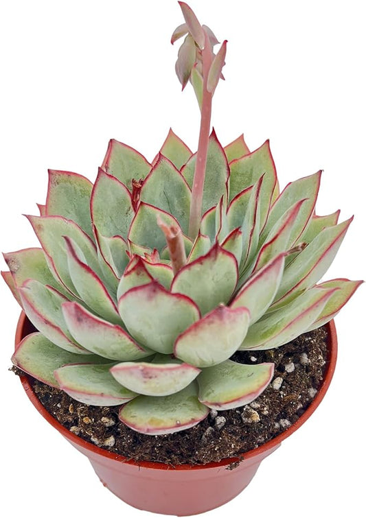 Live Succulent Plants Echeveria Moon GAD Varnish, Easy Care Potted Succulents, Approx 4" D x 4" H, Indoor Houseplant, Unique Gifts, Home Office Décor
