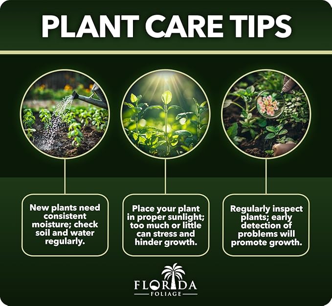 Loropetalum Carolina Midnight | 20 Live Plants | Loropetalum Chinense | Purple Foliage Shrub | Ornamental Landscape Bush | Fast Growing Plants