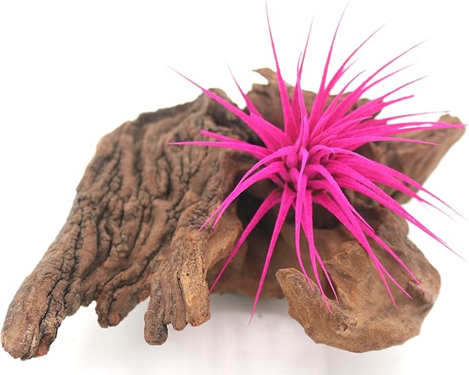 Dyed Tillandsia Ionantha Guatemala Enhanced Colored Colorful Air Plant Live Easy Care Indoor Outdoor Home Decor Gift Airplant by Awesome Industries Live Arrival Guaranteed (Pink)