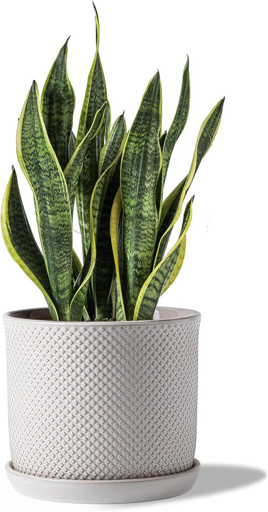 8 Inch Plant Pots: Ceramic Planter with Drainage Hole & Saucer - Flowerpot for Indoor & Outdoor Plants - Beaded Embossed Design White - with Separate Tray