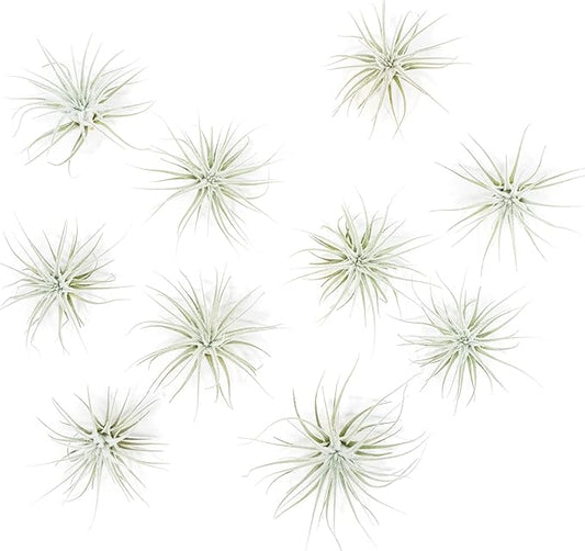 Air Plant Shop 10 Pack Rare Tectorum Ecuador Air Plants - Unique, Bright White, Nursery-Grown Tillandsia House Plant with Fuzzy Trichomes for Terrariums, Driftwood & Living Walls - Wholesale