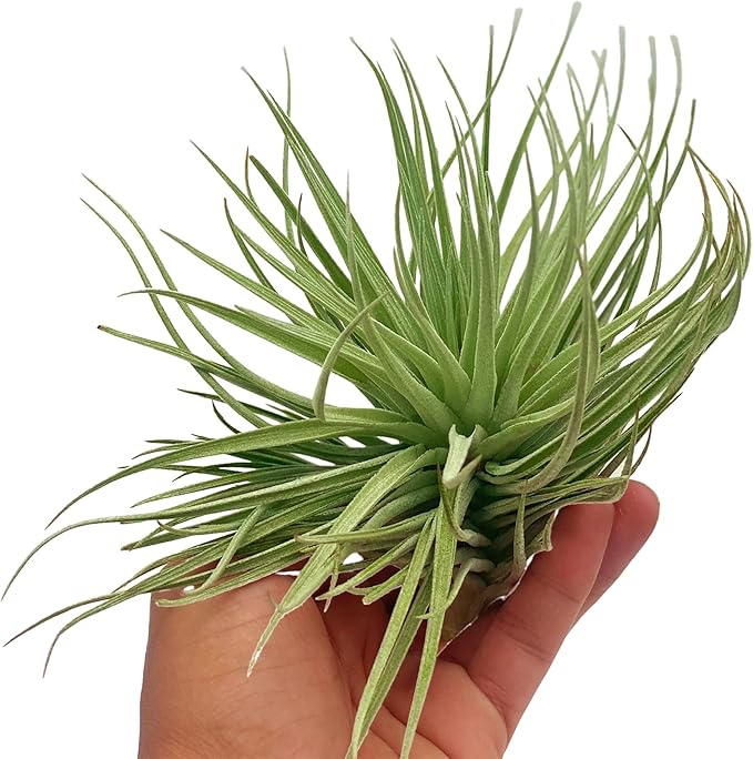 Air Plants - Flowering Tillandsia Rose BAER, Large 5" - 3ct - Live Arrival Guaranteed - House Plants for Home Decor & Gift