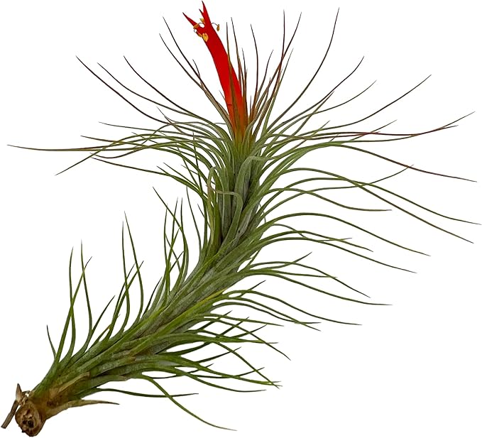 Air Plants - Venner Gift Box Large 4" - 7ct - Live Arrival Guaranteed - House Plants for Home Decor & Gift