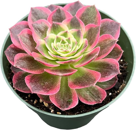 Live Succulent Plants Aeonium 'Dark Sea', Easy Care Potted Succulents, Approx 4" D x 8" H, Indoor Houseplant, Unique Gifts, Home Office Décor