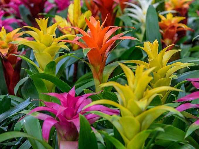Bromeliad Planting Mix - Promote Robust Root Development and Lush Foliage - 4 QUARTS