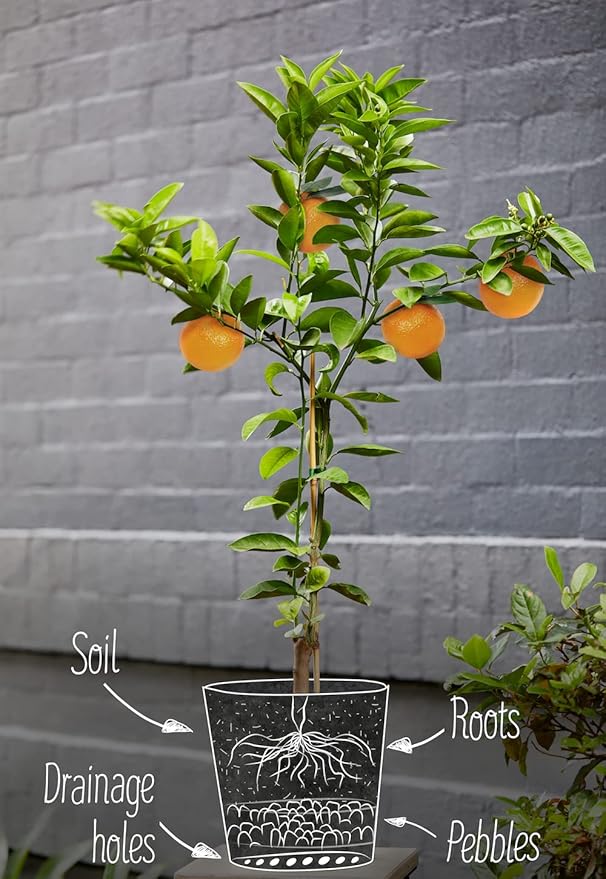 Citrus Tree Potting Soil Mix - 20 Quart - Special Blend for Indoor Oranges, Lemons, Limes and More - (4 Bags of 5 Quart)