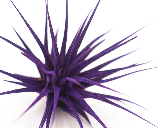 Dyed Tillandsia Ionantha Guatemala Enhanced Colored Colorful Air Plant Live Easy Care Indoor Outdoor Home Decor Gift Airplant by Awesome Industries Live Arrival Guaranteed (Purple)