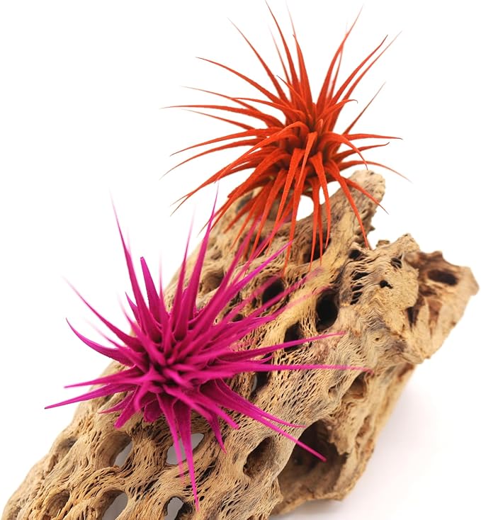 Dyed Tillandsia Ionantha Guatemala Enhanced Colored Colorful Air Plant Live Easy Care Indoor Outdoor Home Decor Gift Airplant by Awesome Industries Live Arrival Guaranteed (Orange)