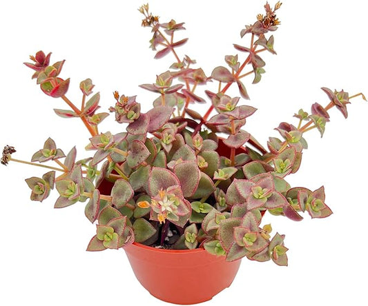 Live Succulents 'Calico Kitten' (4-inch), Succulent Plants Fully Rooted in Pots with Soil, Easy-Care House Plant for DIY, Home Office Decor, Wedding Party Favor