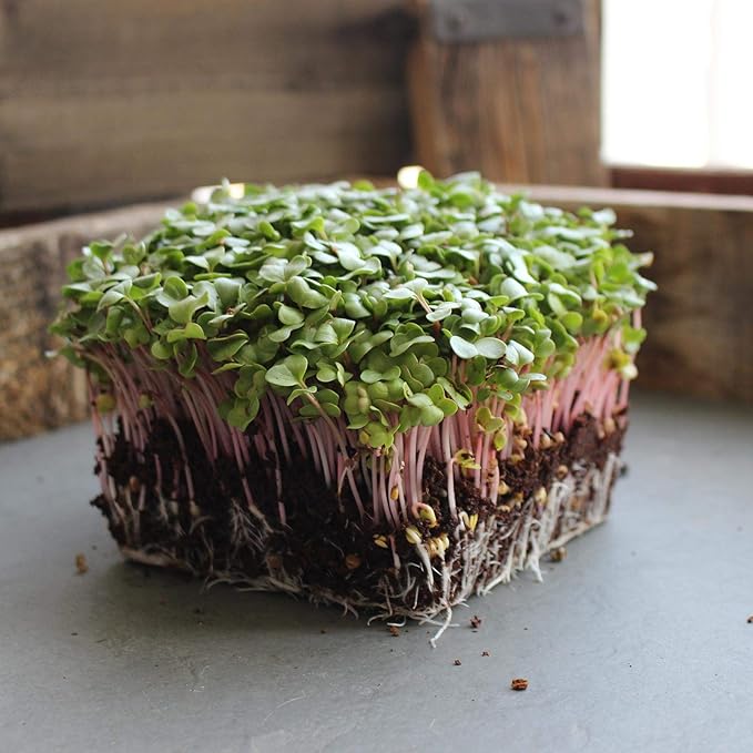 Radish Sprouting & Microgreens Seeds – Red Arrow Variety – 1 LB – Non-GMO, Heirloom – Fast-Growing, Spicy Radish Sprouts & Vibrant Micro Greens for Salads, Sandwiches, Smoothies & Indoor Gardening