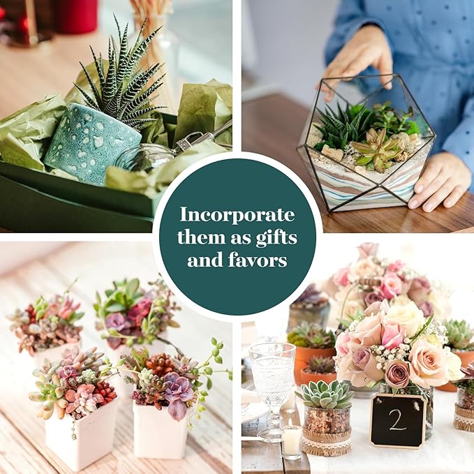 Shop Succulents Assorted Succulent Plant Pack Collection - Live Mini Succulent Plants, Low Maintenance, Mixture of Colors & Textures - Wedding and Party Favors, Gift & Garden, Pack of 100