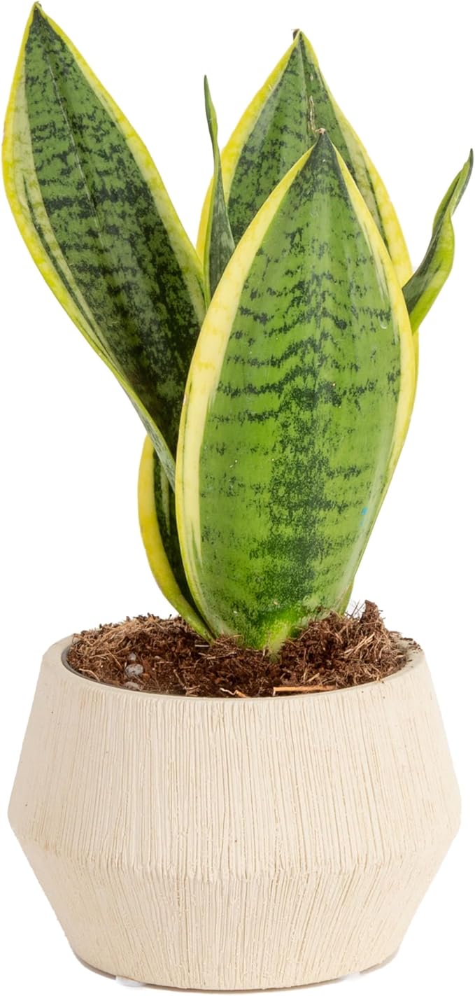 Costa Farms Snake Plant, Live Indoor Sansevieria Plant, Easy to Grow Succulent Houseplant Potted in Indoor Plant Pot, Potting Soil Mix, Home and Room Decor, Fits Shelves, Tabletops, 8-Inches Tall