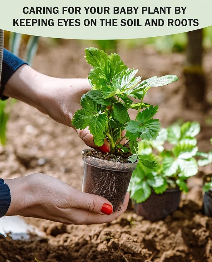 homenote Clear Nursery Pots for Plants,3 Inch Plant Pot for Planting Plastic Seedling with Drainage Holes Seed Starter Flower High Transparency with 20 Labels (60 Pack)