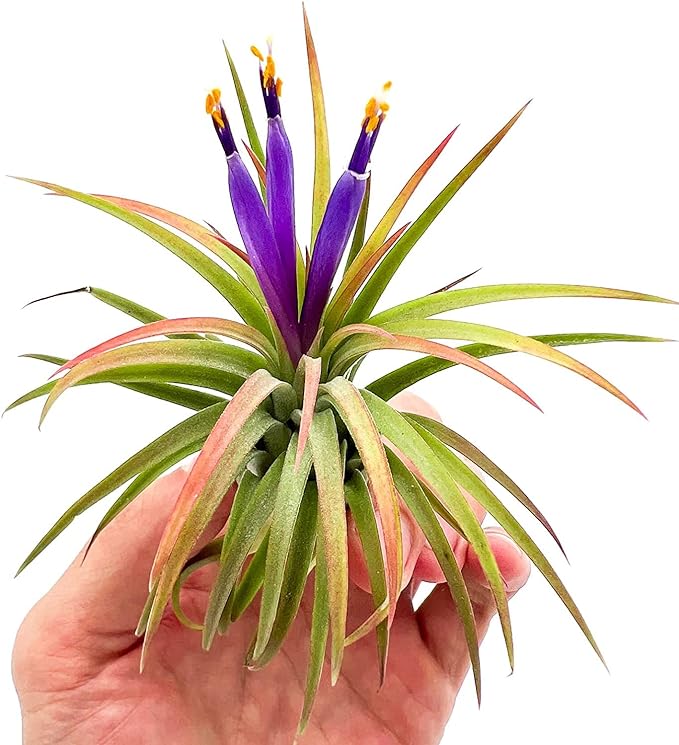Air Plants Bulk - Tillandsia Ionantha Wholesale Pack, Regular 1-3" - 25ct - Live Arrival Guaranteed - House Plants for Home Decor & Gift