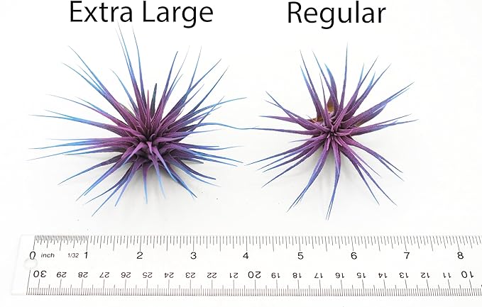Live Extra Large Tillandsia Ionantha Guatemala Colorful Air Plant 3+ inch Enhanced Color Easy Care Indoor Outdoor Home Decor Gift Airplant by Awesome Industries (Yellow XL)